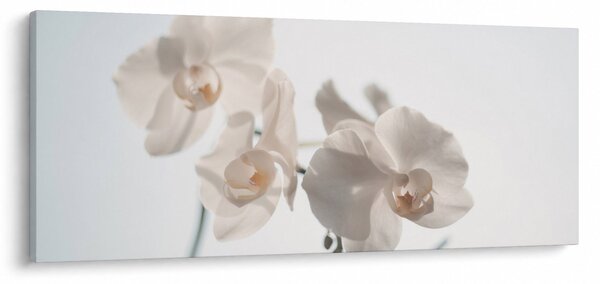 Fehér orchidea képe (120x50 cm)
