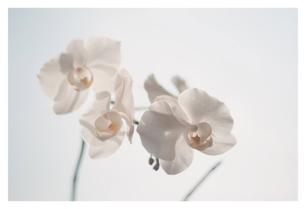 Fehér orchidea képe (90x60 cm)