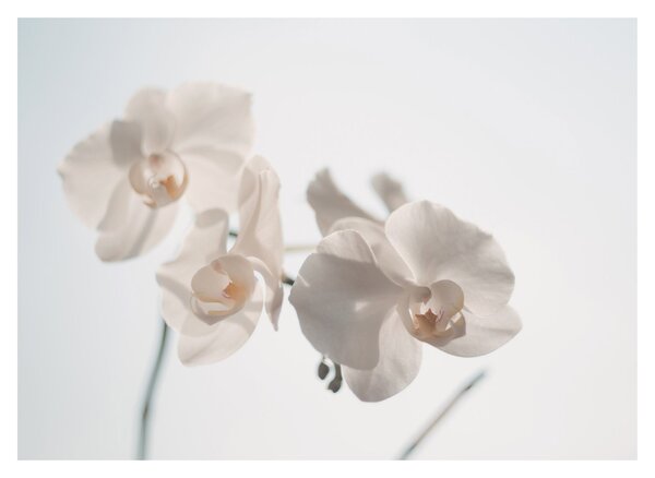 Fehér orchidea képe (70x50 cm)