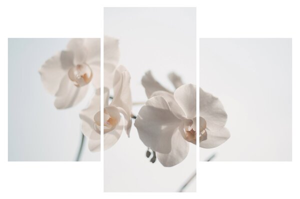 Fehér orchidea képe (90x60 cm)