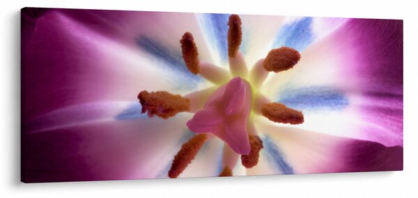 Kép - Tulipán virág részletesen (120x50 cm)