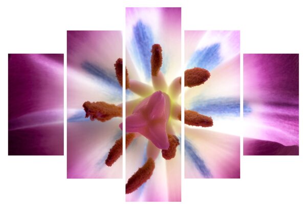 Kép - Tulipán virág részletesen (150x105 cm)