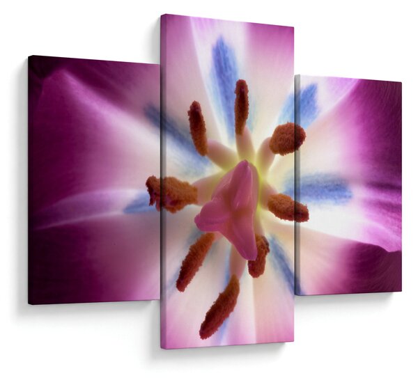 Kép - Tulipán virág részletesen (90x60 cm)
