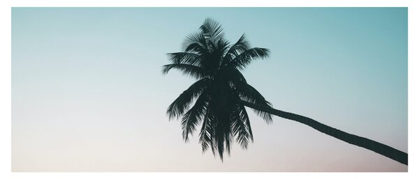 Kép - Pálmafa Balin (120x50 cm)