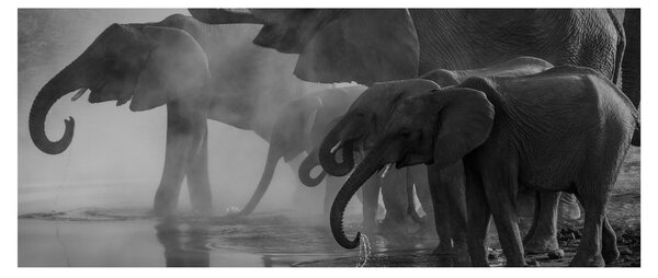 Elefánt képe - fekete fehér (120x50 cm)