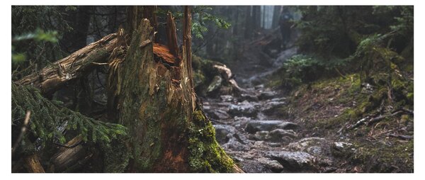 Kép - Az erdőben (120x50 cm)