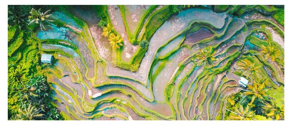 A rizsföldek képe madártávlatból (120x50 cm)