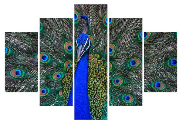 Kép - Páva (150x105 cm)