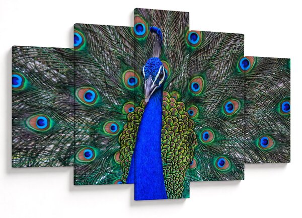 Kép - Páva (150x105 cm)