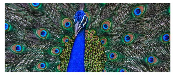 Kép - Páva (120x50 cm)