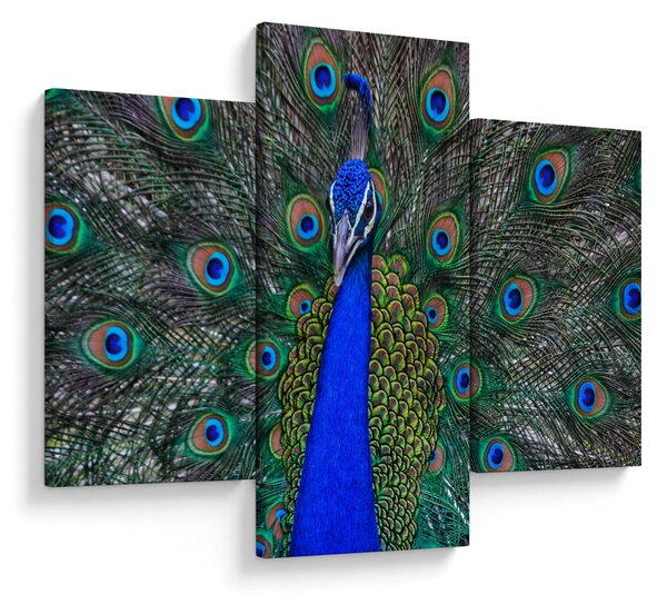 Kép - Páva (90x60 cm)
