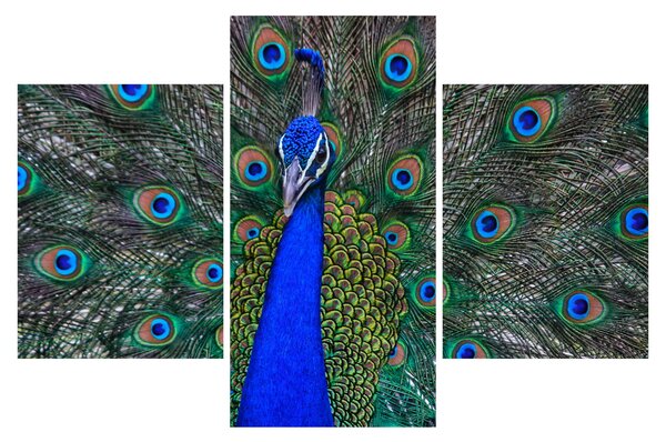 Kép - Páva (90x60 cm)