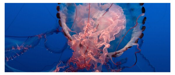 Medúza képe (120x50 cm)