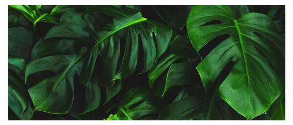 Monstery levelek képe (120x50 cm)