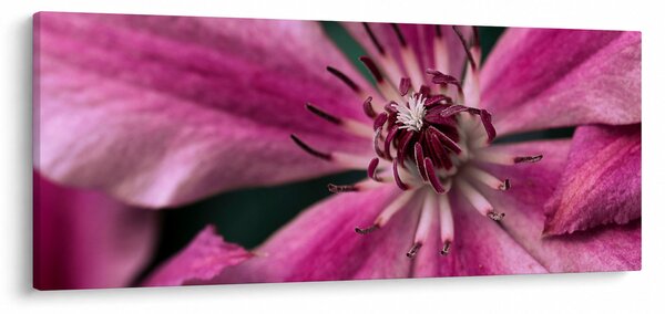 Rózsaszín flamingóvirág képe (120x50 cm)