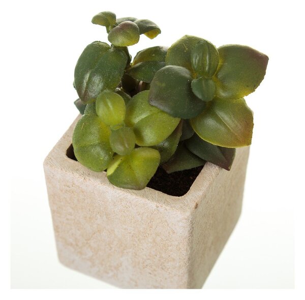 Műnövény szett 6 db-os (magasság 9,5 cm) Cactus – Casa Selección