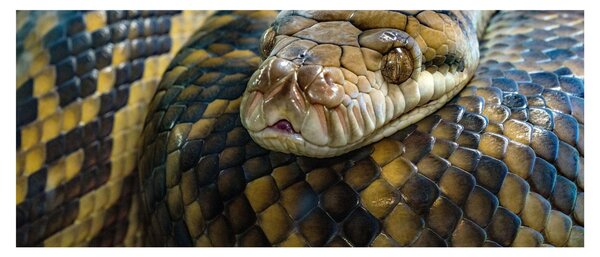 Kép - Piton (120x50 cm)
