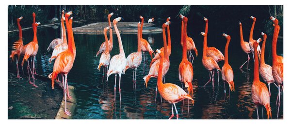Flamingók csordája (120x50 cm)