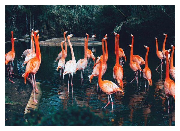 Flamingók csordája (70x50 cm)