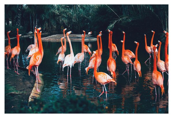 Flamingók csordája (90x60 cm)