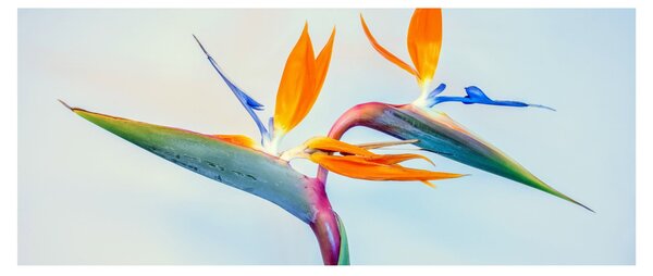 Virág képe (120x50 cm)