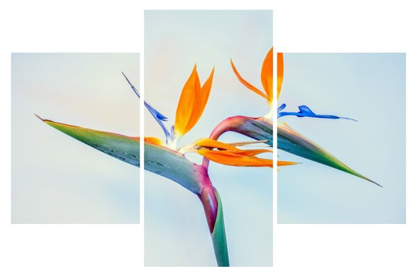 Virág képe (90x60 cm)