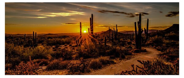 Kép - A nap vége az arizonai sivatagban (120x50 cm)
