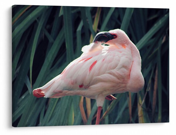 Kép - Flamingó (70x50 cm)