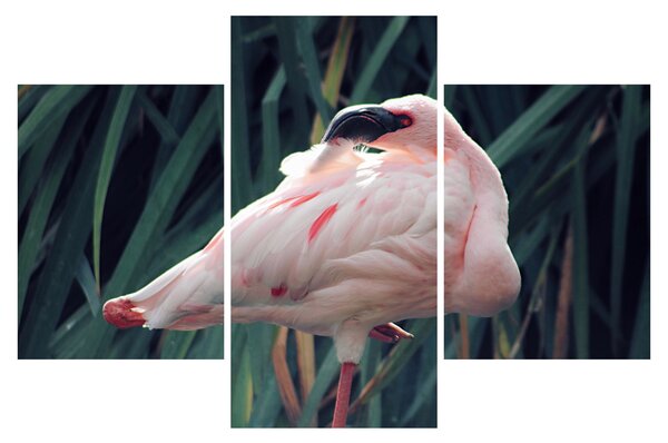 Kép - Flamingó (90x60 cm)