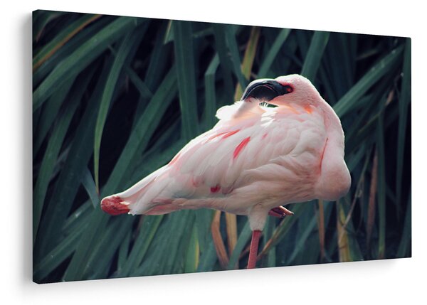 Kép - Flamingó (90x60 cm)
