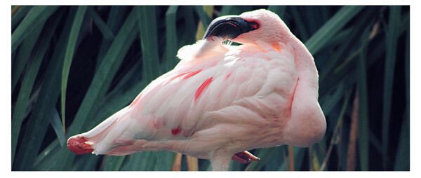 Kép - Flamingó (120x50 cm)