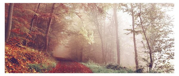 Kép - Őszi séta az erdőben (120x50 cm)