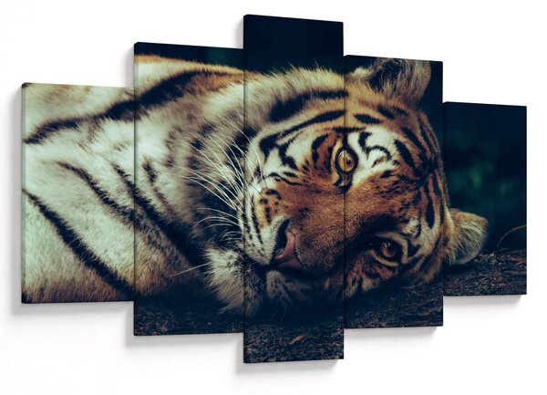 Kép - Szibériai tigris (150x105 cm)