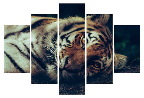 Kép - Szibériai tigris (150x105 cm)