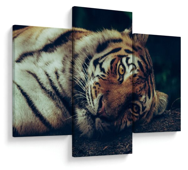 Kép - Szibériai tigris (90x60 cm)