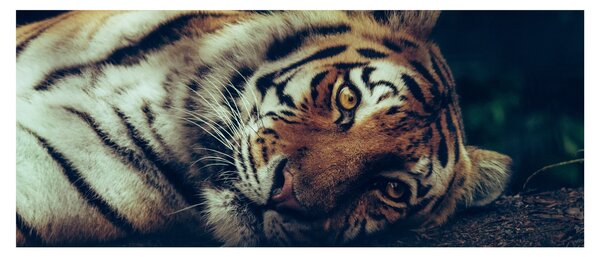Kép - Szibériai tigris (120x50 cm)