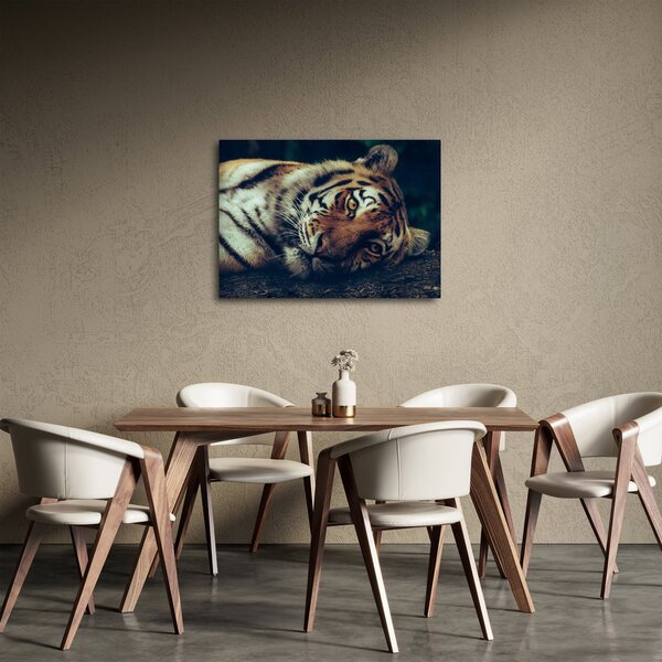 Kép - Szibériai tigris (70x50 cm)