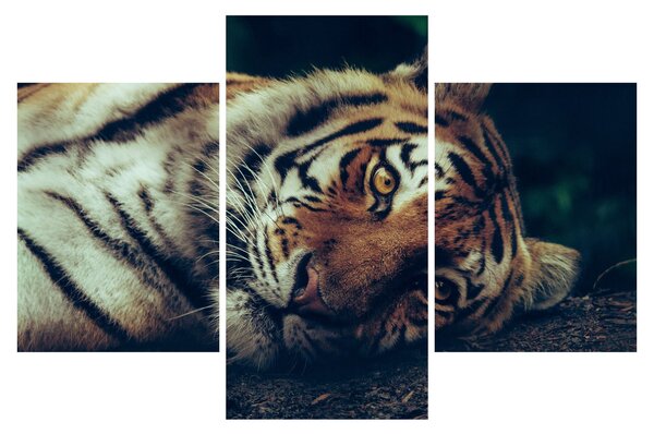 Kép - Szibériai tigris (90x60 cm)