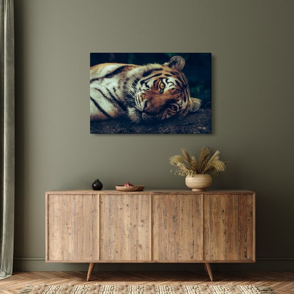 Kép - Szibériai tigris (90x60 cm)
