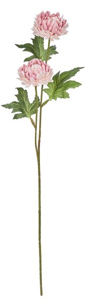FLORISTA krizantém, rózsaszín
