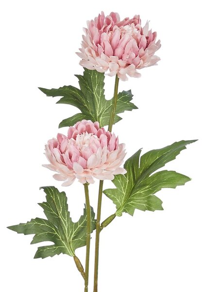 FLORISTA krizantém, rózsaszín