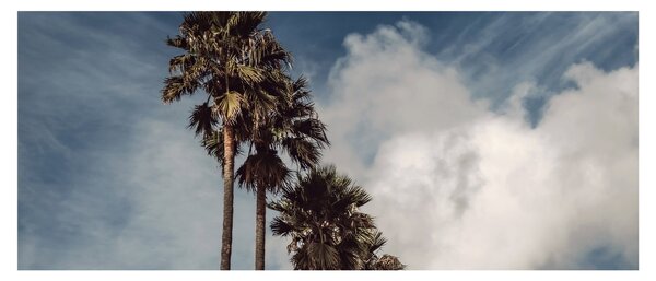 Kép - Pálma dráma (120x50 cm)