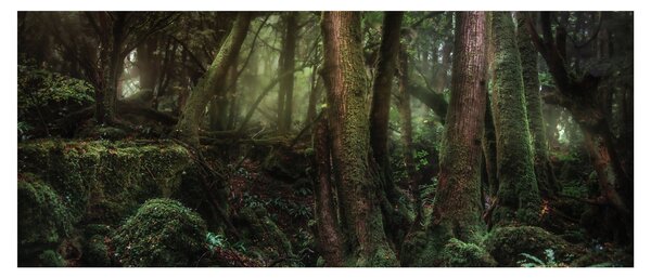 Kép - Titokzatos erdő (120x50 cm)