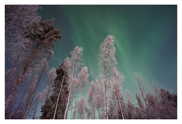Az aurora borealis képe fagyos fák felett (90x60 cm)