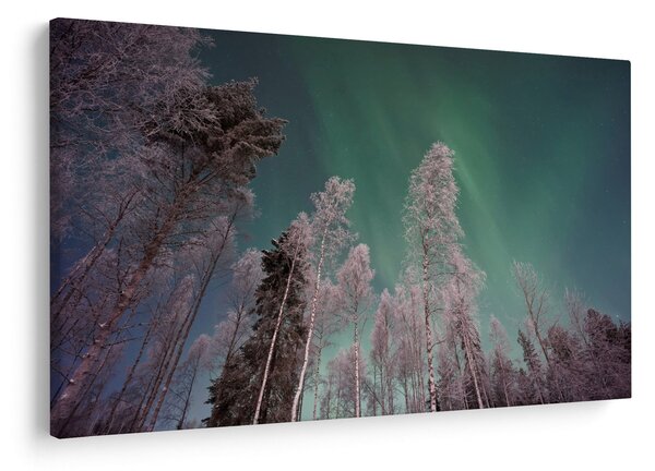 Az aurora borealis képe fagyos fák felett (90x60 cm)