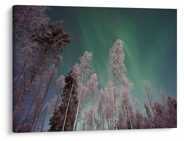 Az aurora borealis képe fagyos fák felett (70x50 cm)