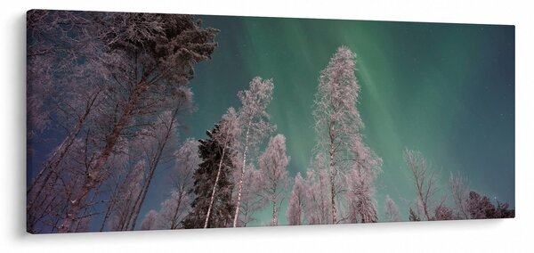 Az aurora borealis képe fagyos fák felett (120x50 cm)