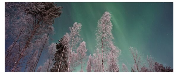 Az aurora borealis képe fagyos fák felett (120x50 cm)