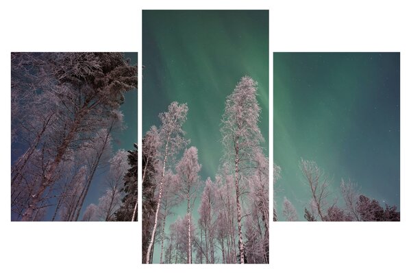Az aurora borealis képe fagyos fák felett (90x60 cm)