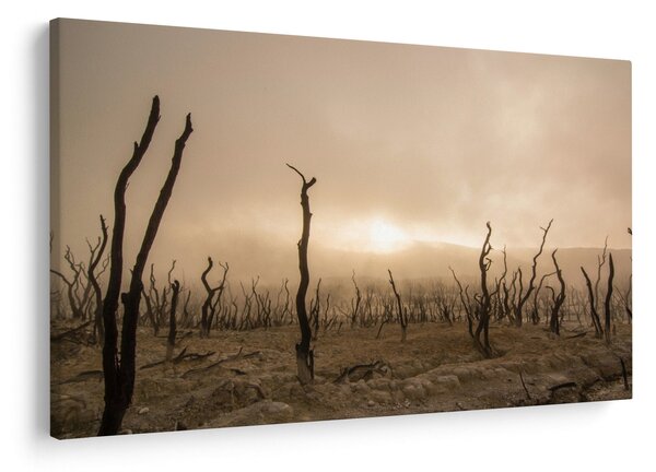 Kép - Csupasz fák (90x60 cm)